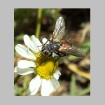 Eriothrix rufomaculatus - Raupenfliege 01 hsk.jpg